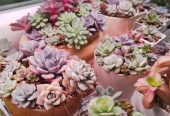 Продам излишки личной коллекции суккулентов