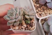 Продам излишки личной коллекции суккулентов