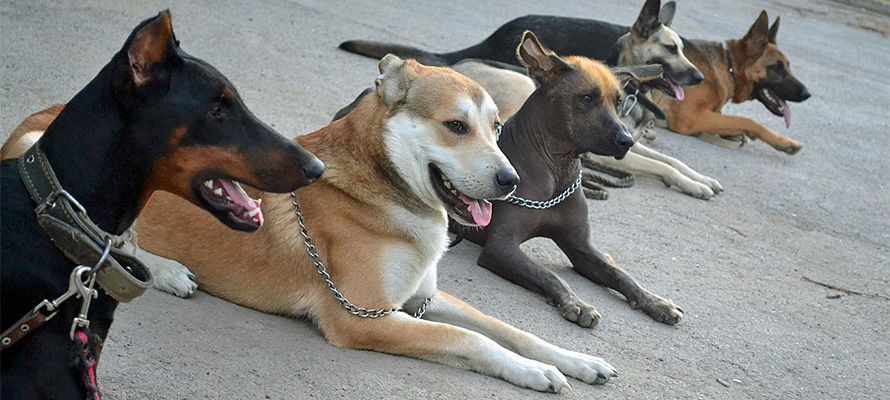 Дрессировка собак. Зоопсихолог