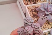 Продам излишки личной коллекции суккулентов