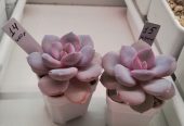 Продам излишки личной коллекции суккулентов