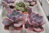 Продам излишки личной коллекции суккулентов