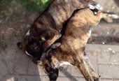 Ищут дом и любящую семью две очаровательные сестрички — Мишель и Шанель