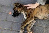 Ищут дом и любящую семью две очаровательные сестрички — Мишель и Шанель